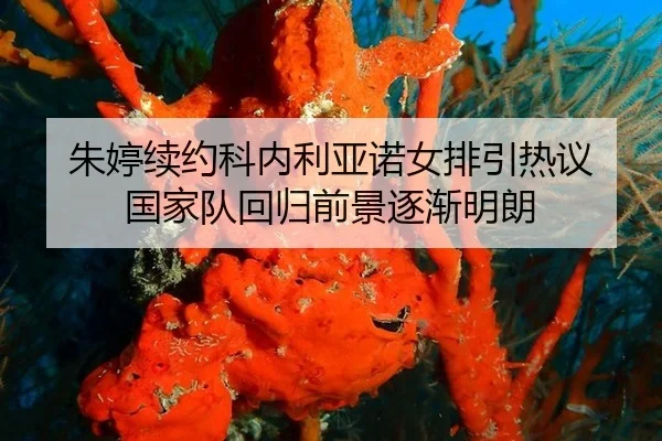 朱婷续约科内利亚诺女排引热议 国家队回归前景逐渐明朗